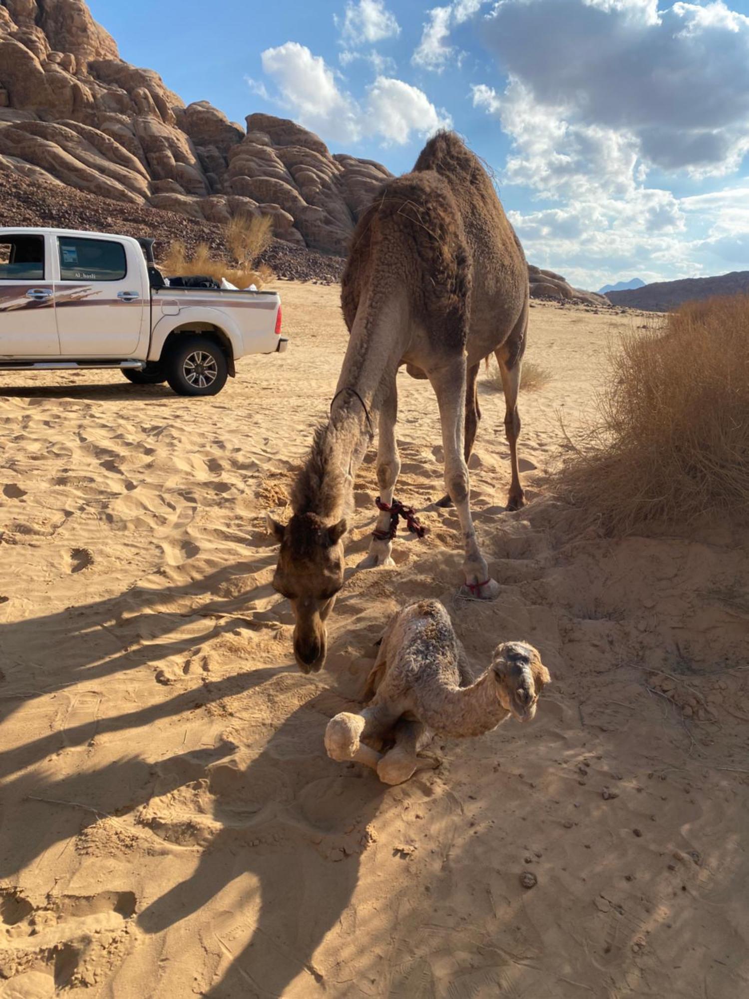 Wadi Rum Albasli ภายนอก รูปภาพ