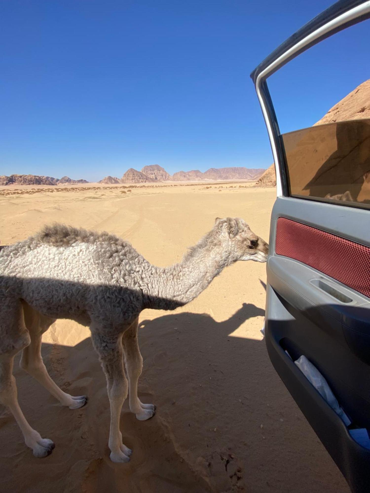 Wadi Rum Albasli ภายนอก รูปภาพ