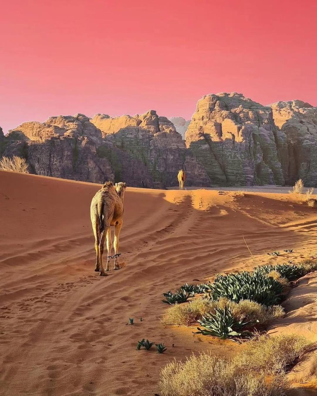 Wadi Rum Albasli ภายนอก รูปภาพ
